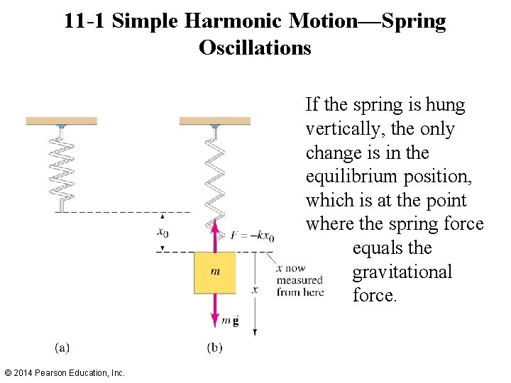 11 -1 Simple Harmonic Motion—Spring Oscillations If the spring is hung vertically, the only