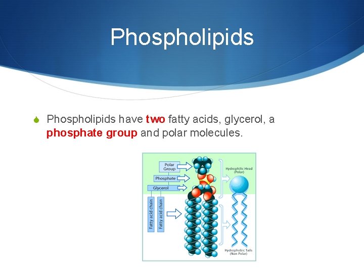 Phospholipids S Phospholipids have two fatty acids, glycerol, a phosphate group and polar molecules.