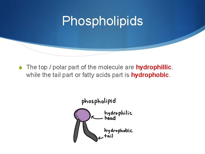 Phospholipids S The top / polar part of the molecule are hydrophillic, while the