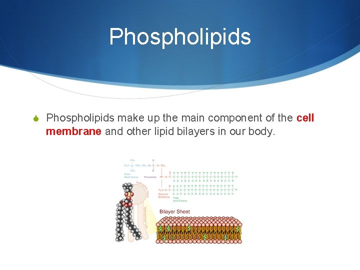 Phospholipids S Phospholipids make up the main component of the cell membrane and other