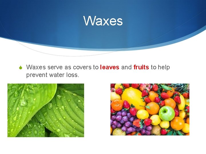 Waxes S Waxes serve as covers to leaves and fruits to help prevent water