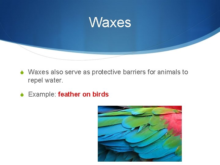 Waxes S Waxes also serve as protective barriers for animals to repel water. S