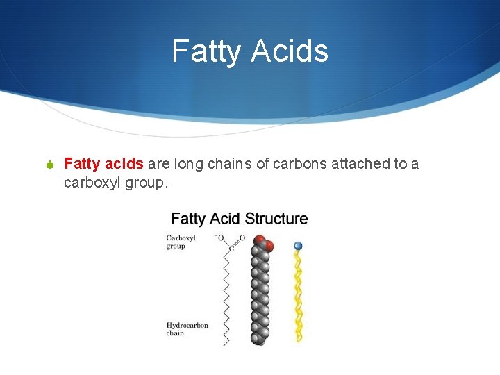 Fatty Acids S Fatty acids are long chains of carbons attached to a carboxyl