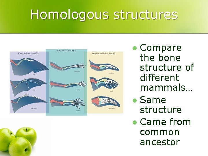 Homologous structures Compare the bone structure of different mammals… l Same structure l Came