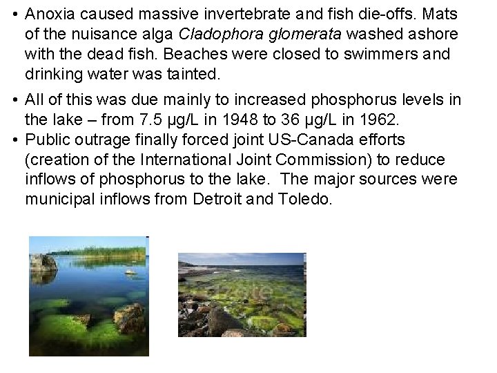  • Anoxia caused massive invertebrate and fish die-offs. Mats of the nuisance alga