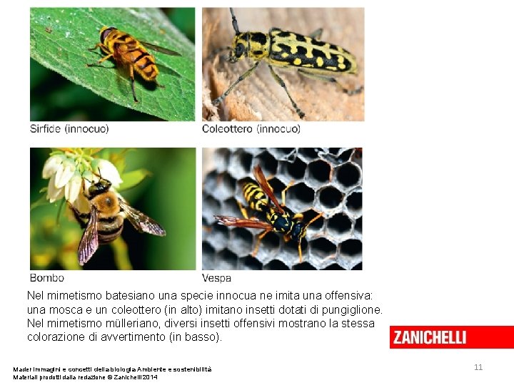 Nel mimetismo batesiano una specie innocua ne imita una offensiva: una mosca e un