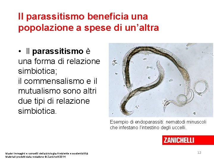 Il parassitismo beneficia una popolazione a spese di un’altra • Il parassitismo è una