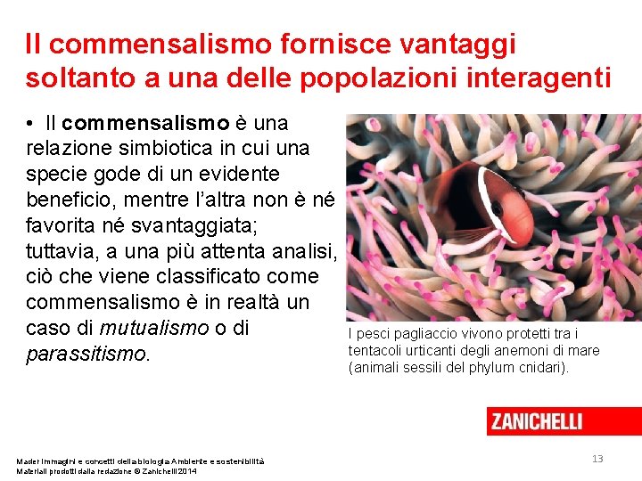Il commensalismo fornisce vantaggi soltanto a una delle popolazioni interagenti • Il commensalismo è