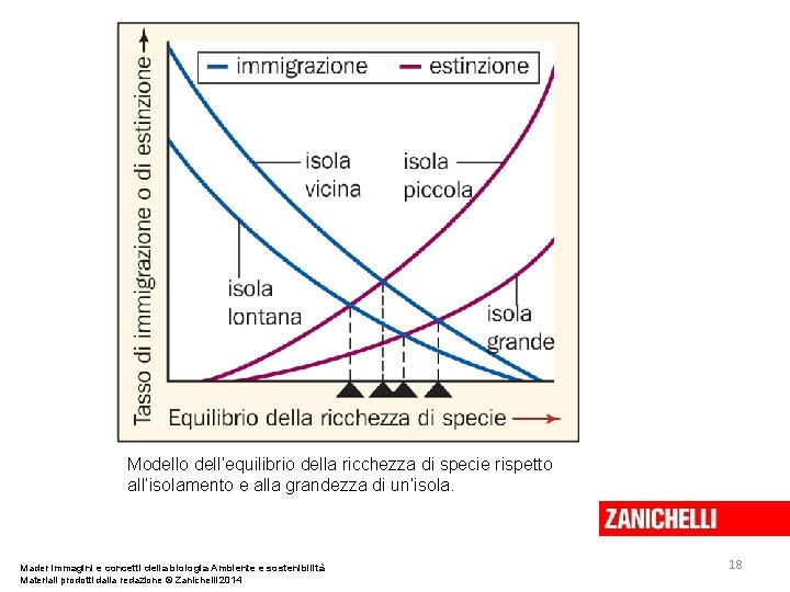 Modello dell’equilibrio della ricchezza di specie rispetto all’isolamento e alla grandezza di un’isola. Mader