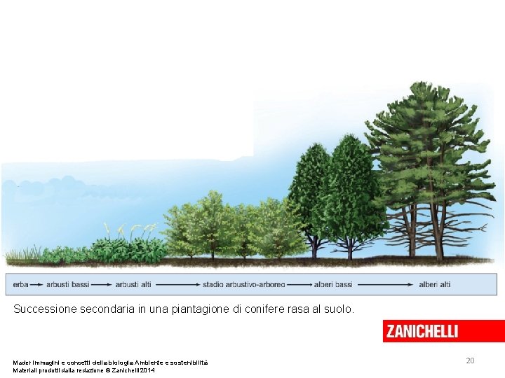 Successione secondaria in una piantagione di conifere rasa al suolo. Mader Immagini e concetti