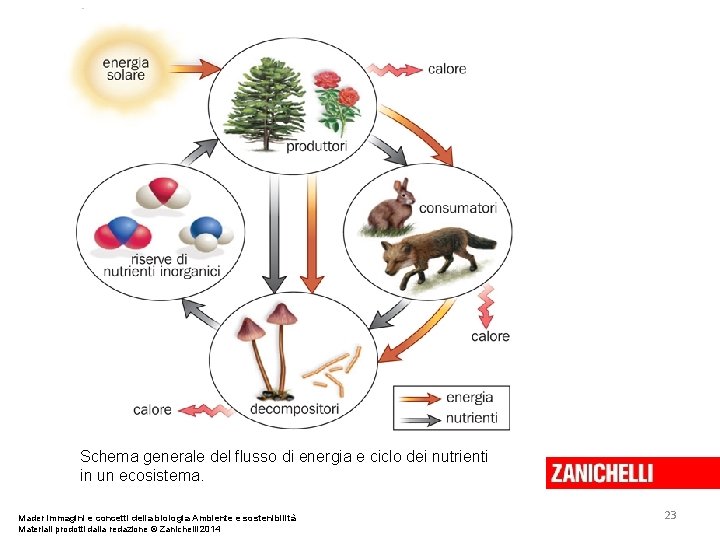 Schema generale del flusso di energia e ciclo dei nutrienti in un ecosistema. Mader