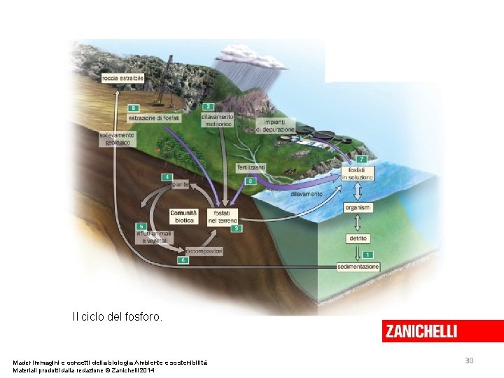 Il ciclo del fosforo. Mader Immagini e concetti della biologia Ambiente e sostenibilità Materiali