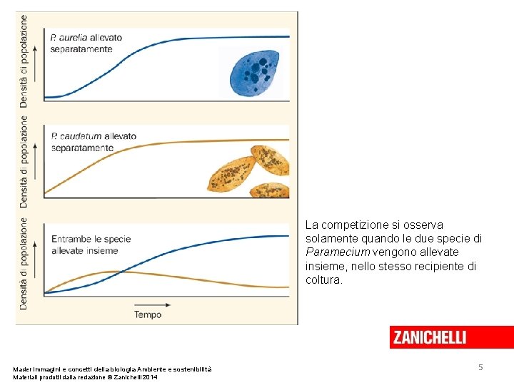 La competizione si osserva solamente quando le due specie di Paramecium vengono allevate insieme,