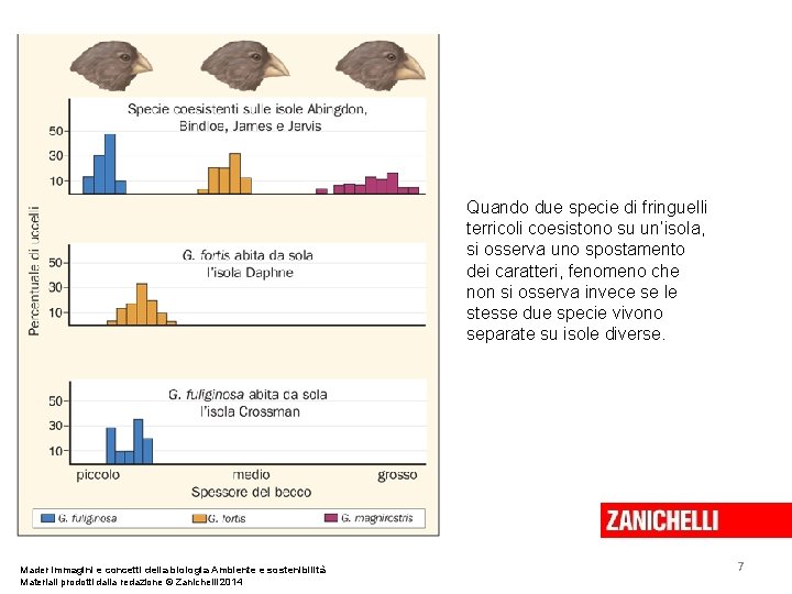 Quando due specie di fringuelli terricoli coesistono su un’isola, si osserva uno spostamento dei