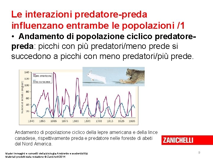 Le interazioni predatore-preda influenzano entrambe le popolazioni /1 • Andamento di popolazione ciclico predatorepreda: