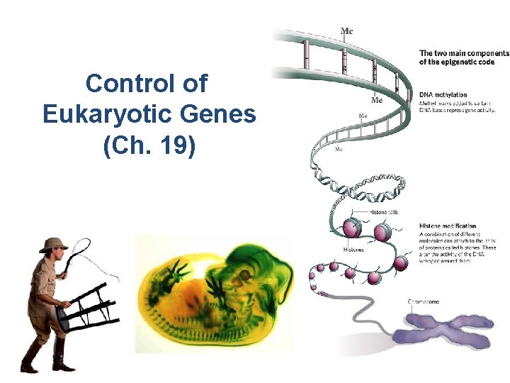 Control of Eukaryotic Genes (Ch. 19) 