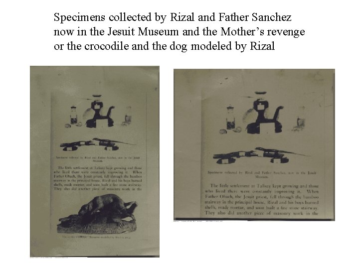 Specimens collected by Rizal and Father Sanchez now in the Jesuit Museum and the