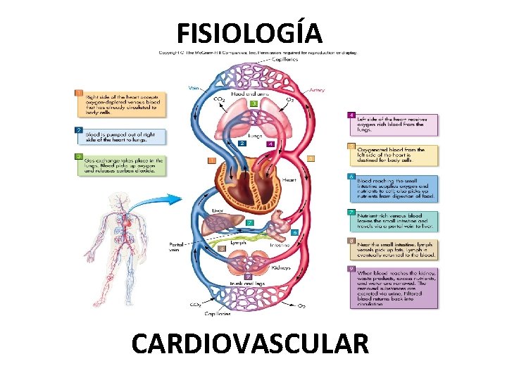 FISIOLOGÍA CARDIOVASCULAR 