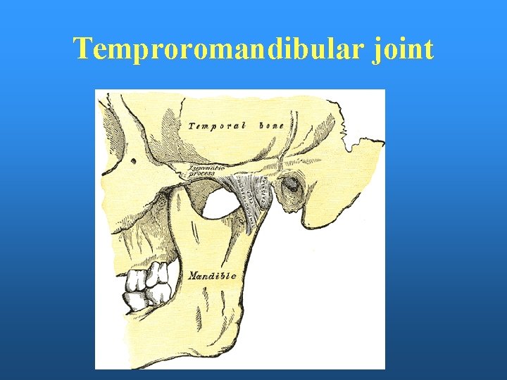 Temproromandibular joint 