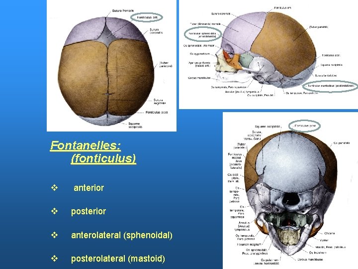 Fontanelles: (fonticulus) v anterior v posterior v anterolateral (sphenoidal) v posterolateral (mastoid) 