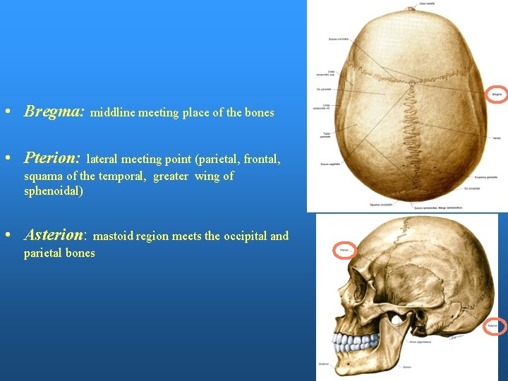  • Bregma: middline meeting place of the bones • Pterion: lateral meeting point