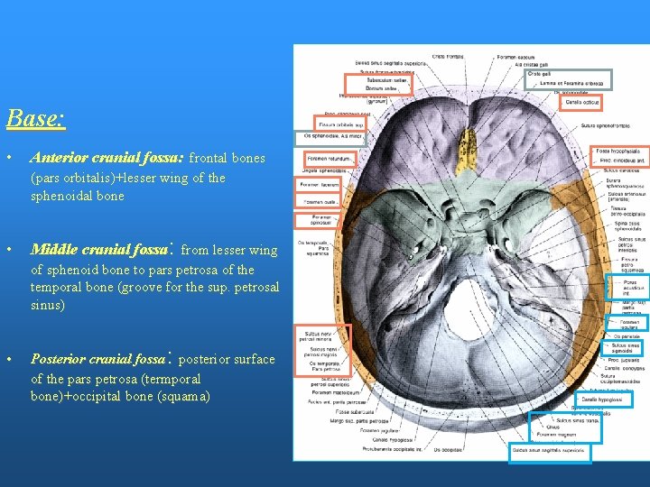 Base: • Anterior cranial fossa: frontal bones (pars orbitalis)+lesser wing of the sphenoidal bone