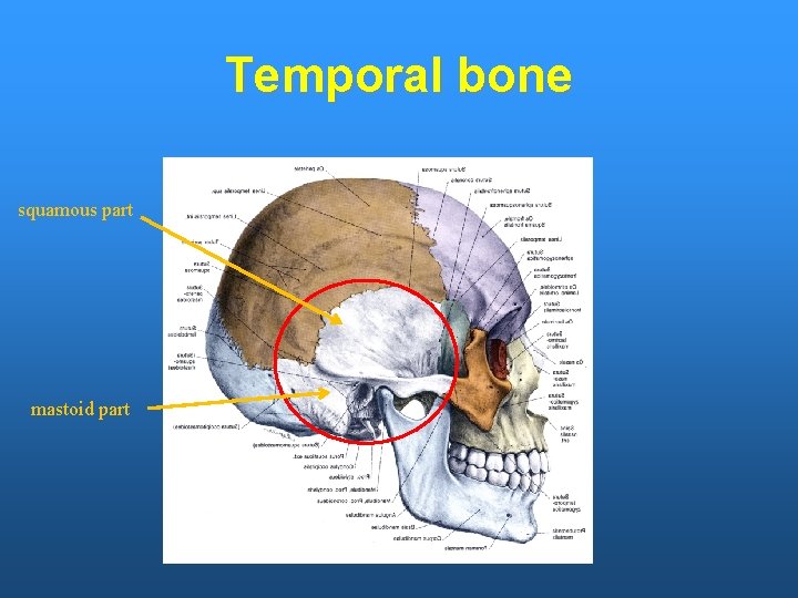 Temporal bone squamous part mastoid part 