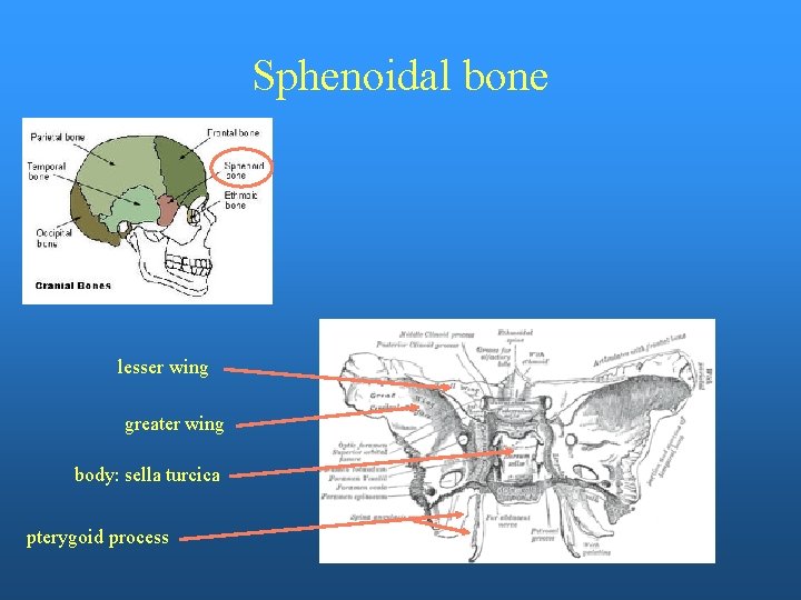 Sphenoidal bone lesser wing greater wing body: sella turcica pterygoid process 