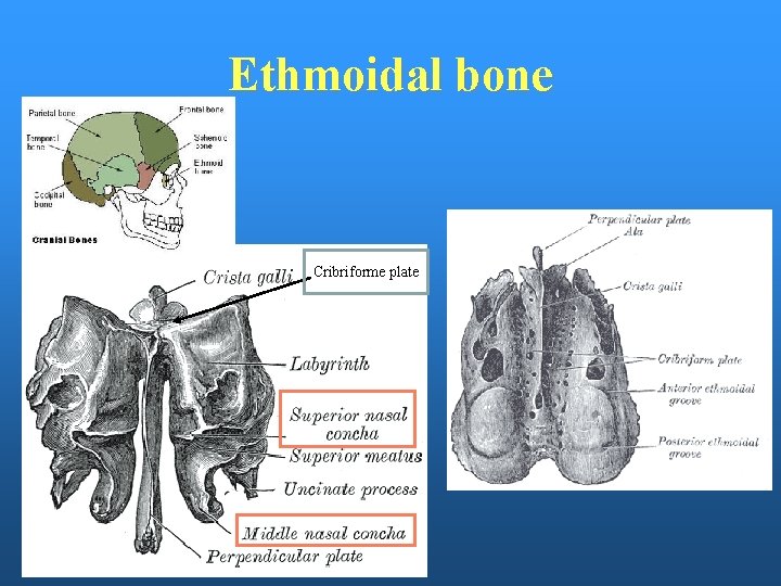 Ethmoidal bone Cribriforme plate 