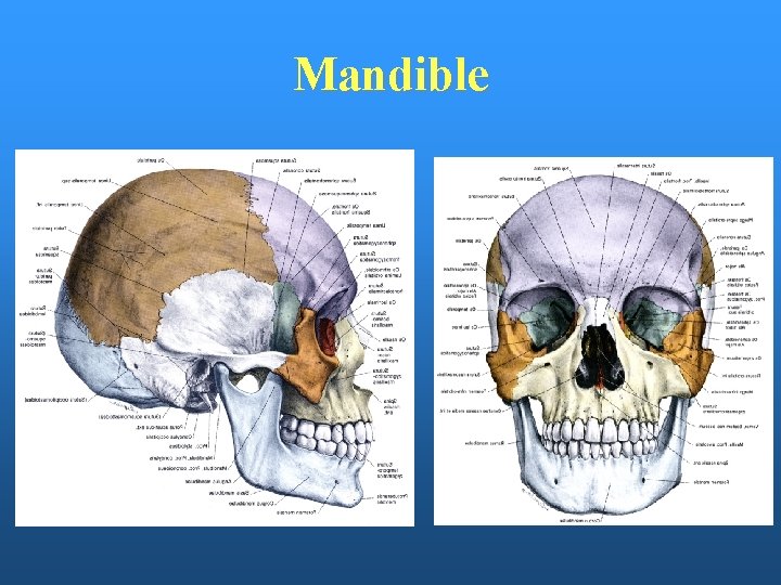 Mandible 