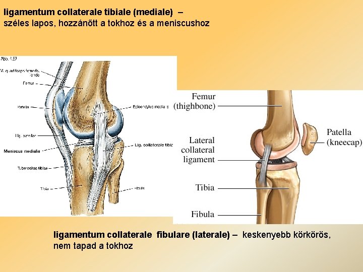 ligamentum collaterale tibiale (mediale) – széles lapos, hozzánőtt a tokhoz és a meniscushoz ligamentum