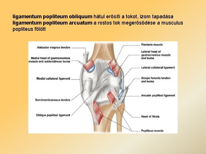 ligamentum popliteum obliquum hátul erősíti a tokot, izom tapadása ligamentum popliteum arcuatum a rostos