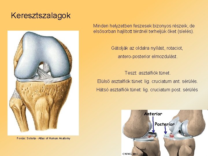 Keresztszalagok Minden helyzetben feszesek bizonyos részeik, de elsősorban hajlított térdnél terheljük őket (síelés). Gátolják