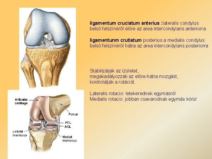 ligamentum cruciatum anterius : lateralis condylus belső felszínéről előre az area intercondylaris anteriorra ligamentunm
