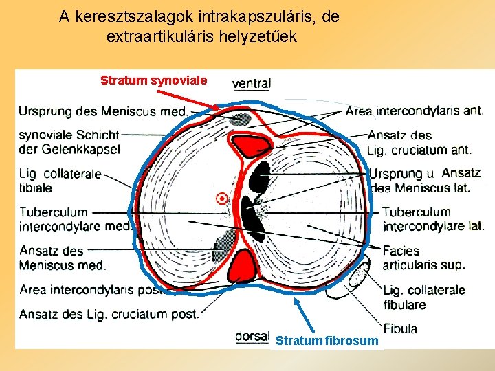 A keresztszalagok intrakapszuláris, de extraartikuláris helyzetűek Stratum synoviale Stratum fibrosum 