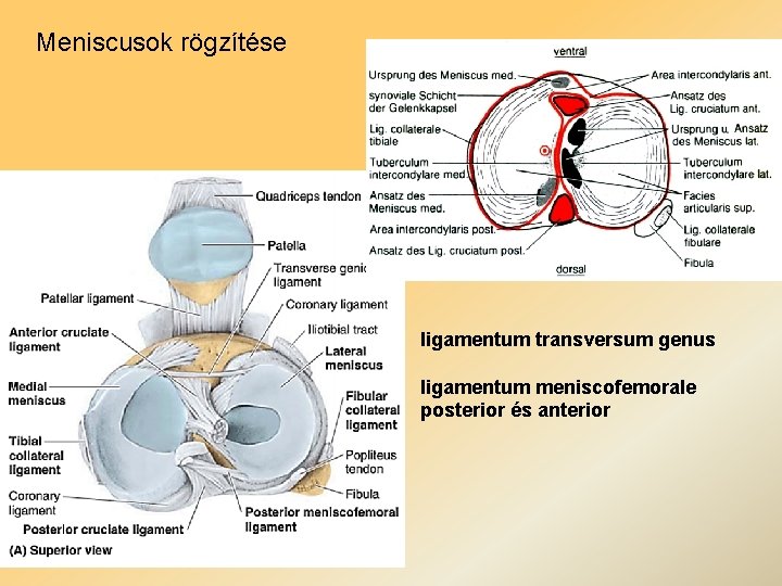 Meniscusok rögzítése ligamentum transversum genus ligamentum meniscofemorale posterior és anterior 