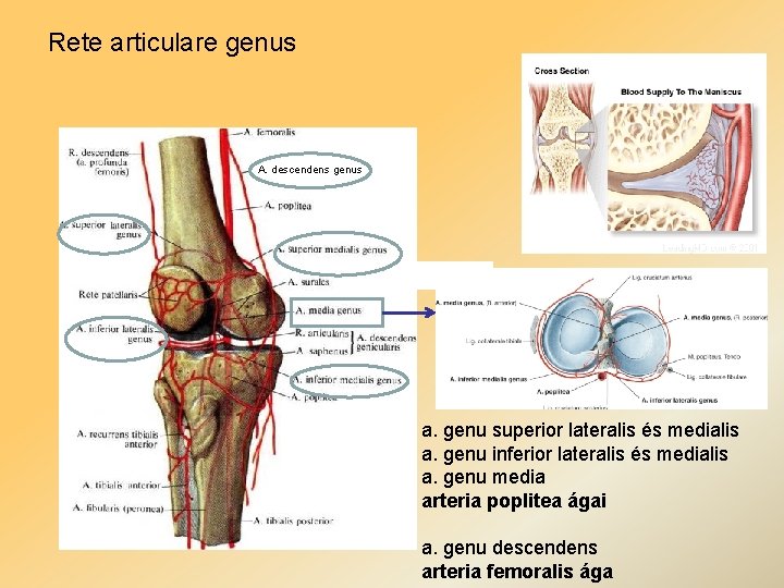 Rete articulare genus A. descendens genus a. genu superior lateralis és medialis a. genu