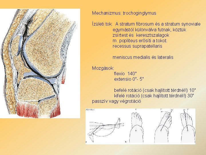 Mechanizmus: trochoginglymus Ízületi tok: A stratum fibrosum és a stratum synoviale egymástól különválva futnak,