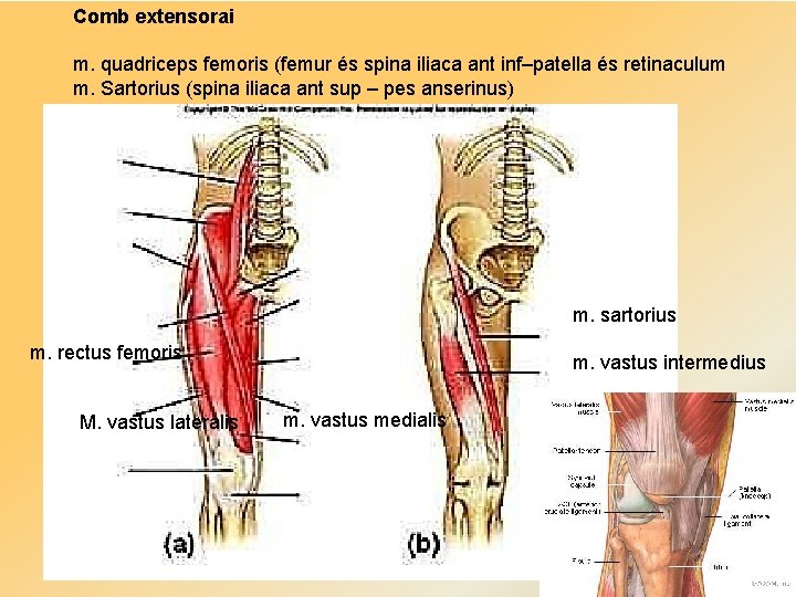 Comb extensorai m. quadriceps femoris (femur és spina iliaca ant inf–patella és retinaculum m.