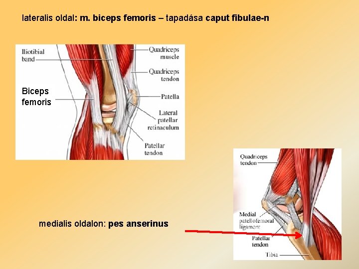 lateralis oldal: m. biceps femoris – tapadása caput fibulae-n Biceps femoris medialis oldalon: pes