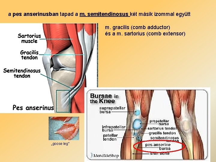 a pes anserinusban tapad a m. semitendinosus két másik izommal együtt m. gracilis (comb