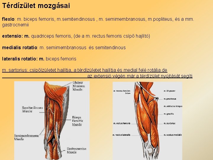 Térdízület mozgásai flexio: m. biceps femoris, m. semitendinosus , m. semimembranosus, m. popliteus, és