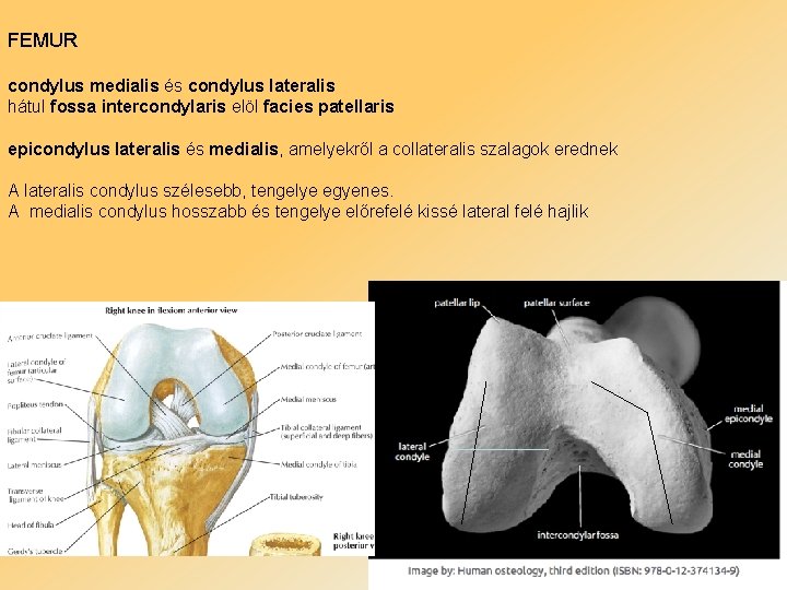 FEMUR condylus medialis és condylus lateralis hátul fossa intercondylaris elöl facies patellaris epicondylus lateralis