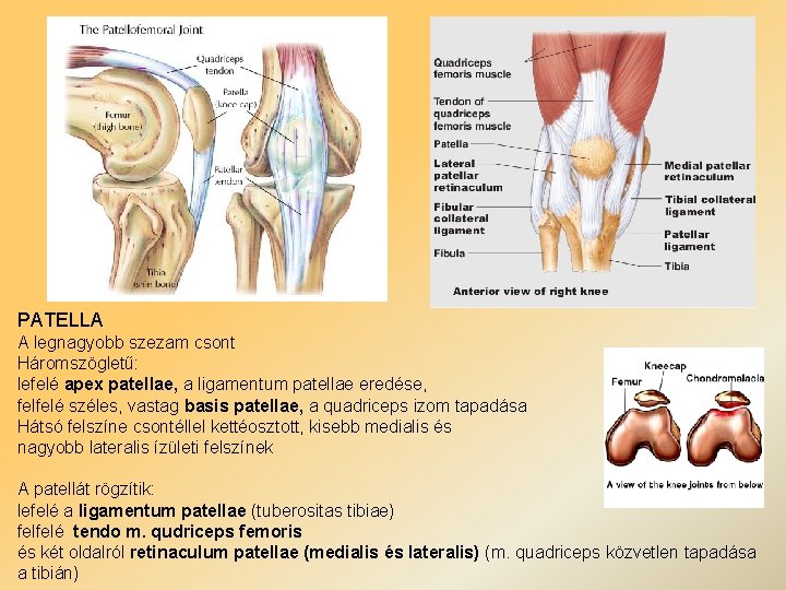 PATELLA A legnagyobb szezam csont Háromszögletű: lefelé apex patellae, a ligamentum patellae eredése, felfelé