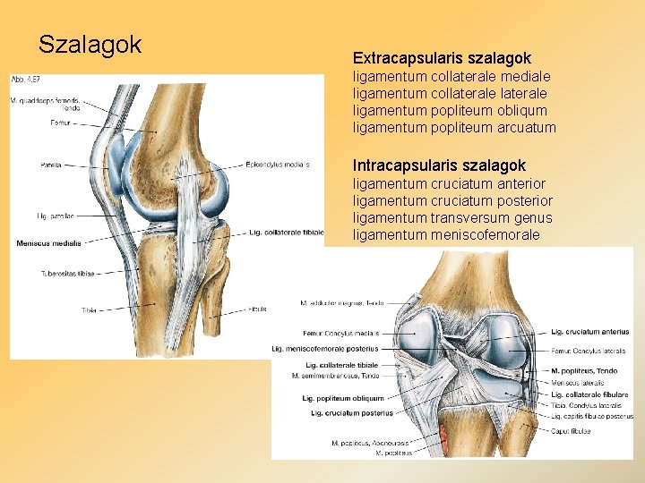 Szalagok Extracapsularis szalagok ligamentum collaterale mediale ligamentum collaterale ligamentum popliteum obliqum ligamentum popliteum arcuatum