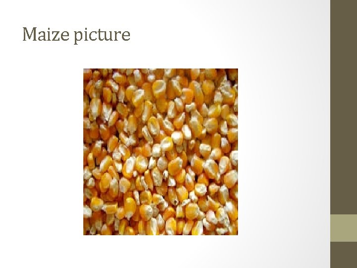 Maize picture 