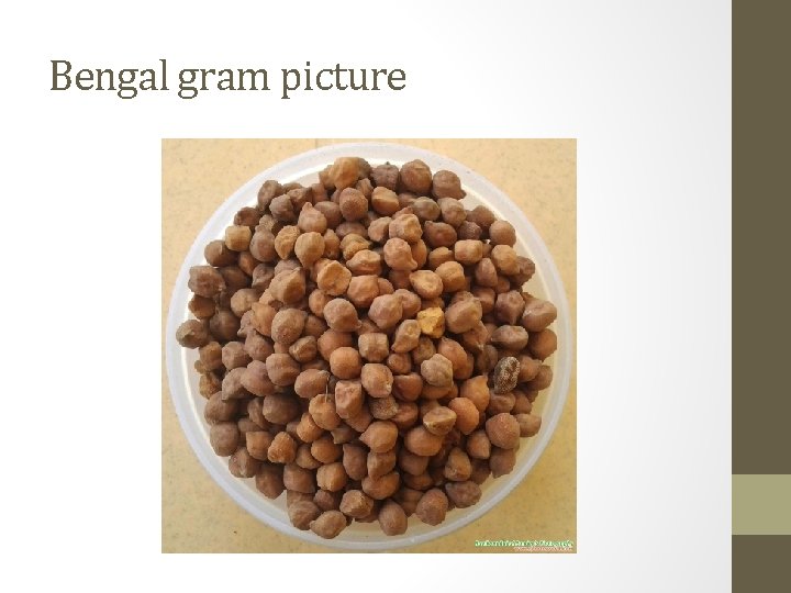 Bengal gram picture 