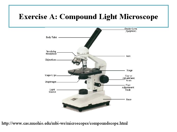 Exercise A: Compound Light Microscope http: //www. cas. muohio. edu/mbi-ws/microscopes/compoundscope. html 