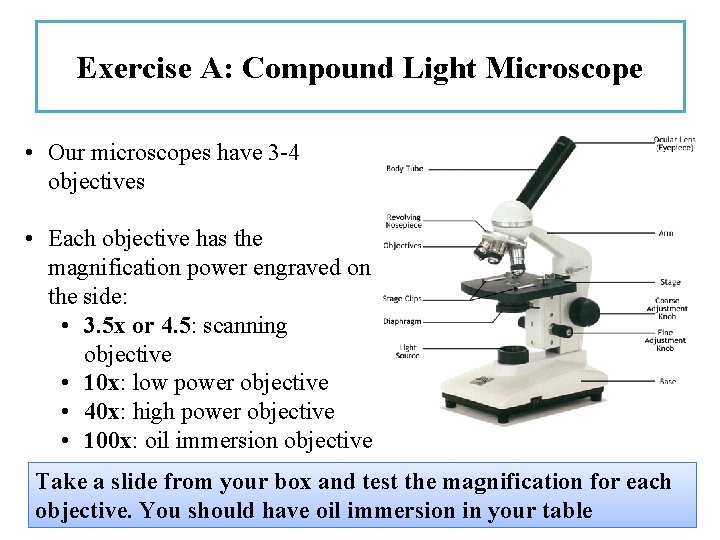 Exercise A: Compound Light Microscope • Our microscopes have 3 -4 objectives • Each