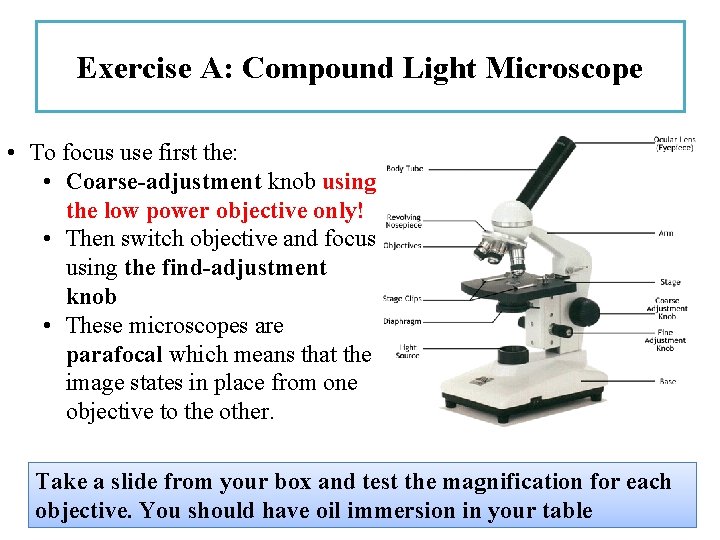 Exercise A: Compound Light Microscope • To focus use first the: • Coarse-adjustment knob